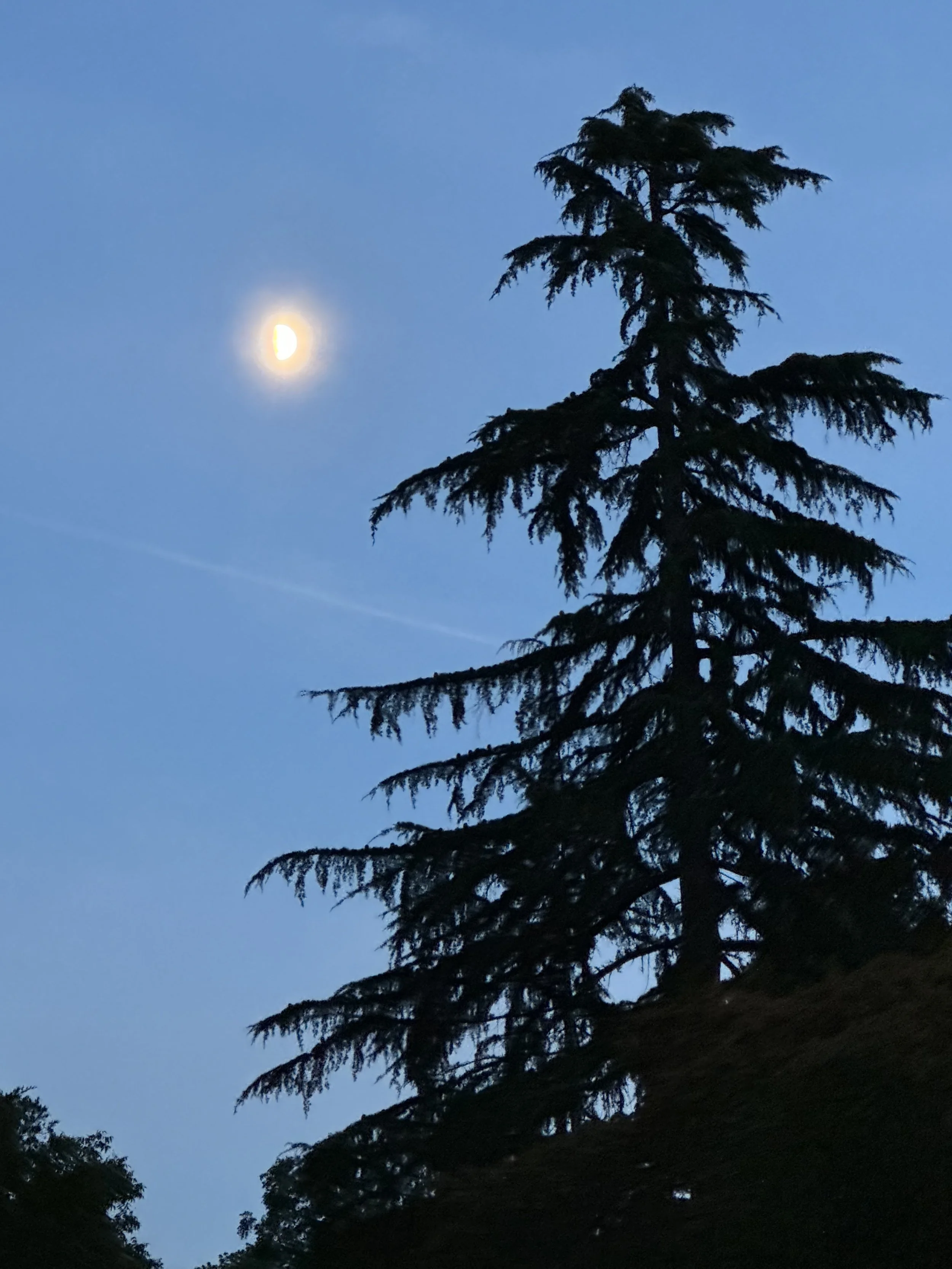 Cedar Moon.jpeg