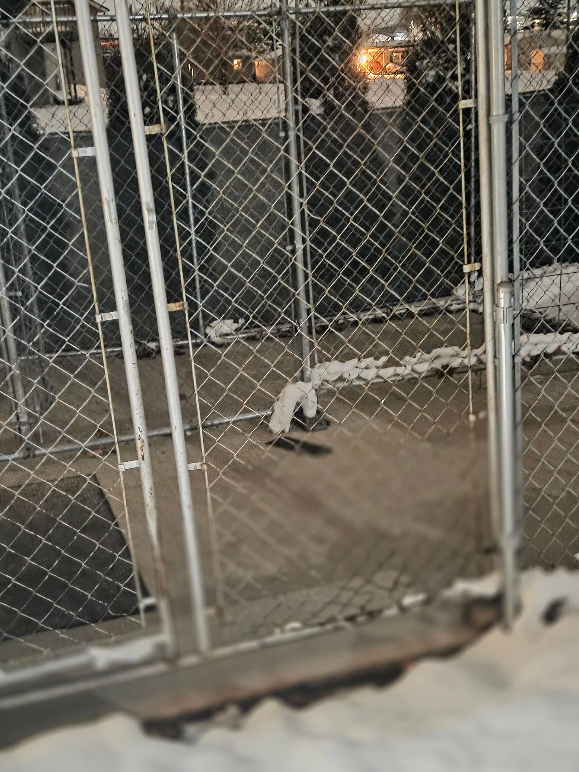 A black and white cat sitting inside a chain-link kennel, with a concrete floor, against a background of dark metal fencing and a lit window.