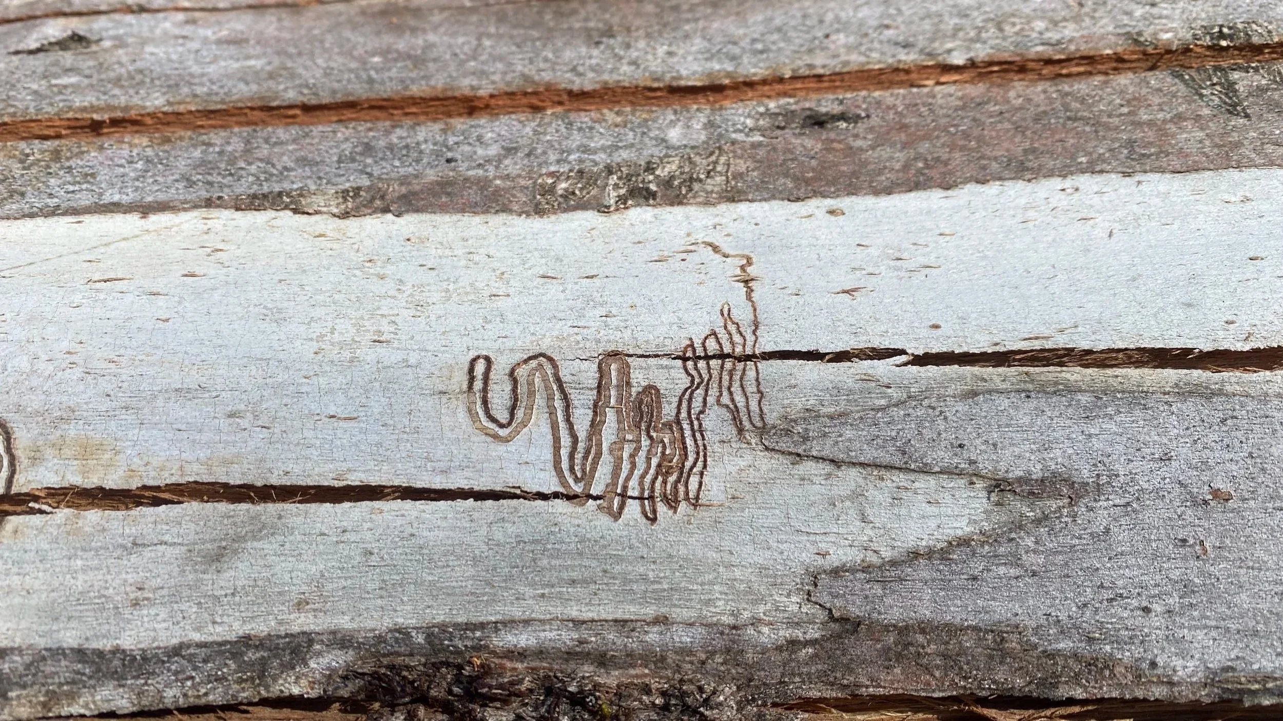 Close-up of a weathered wooden surface with carved lines forming a shape.
