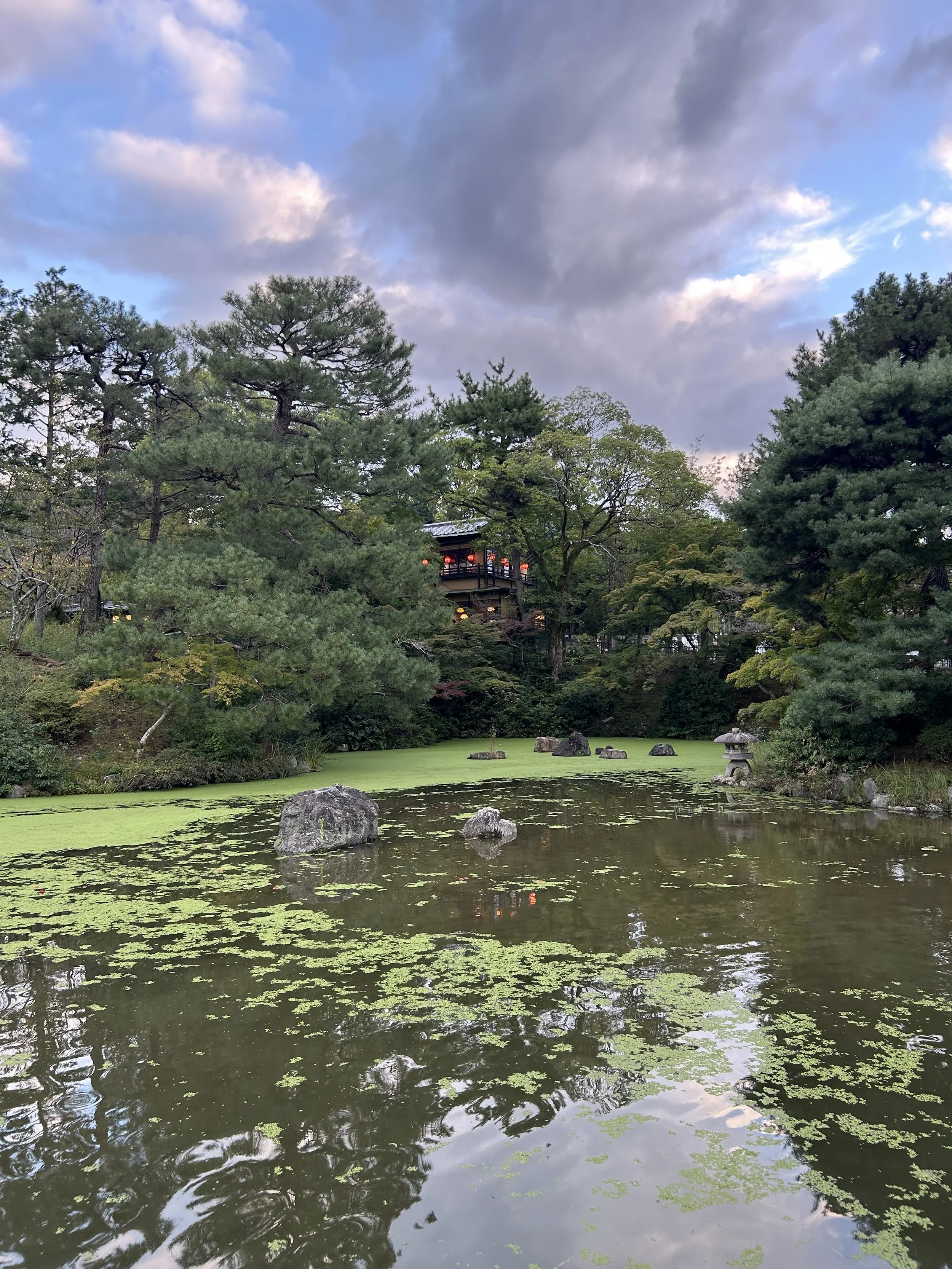 A tranquil Japanese garden pond with floating green algae and rocks, surrounded by lush trees and a traditional building with red lanterns in the background, under a cloudy sky.