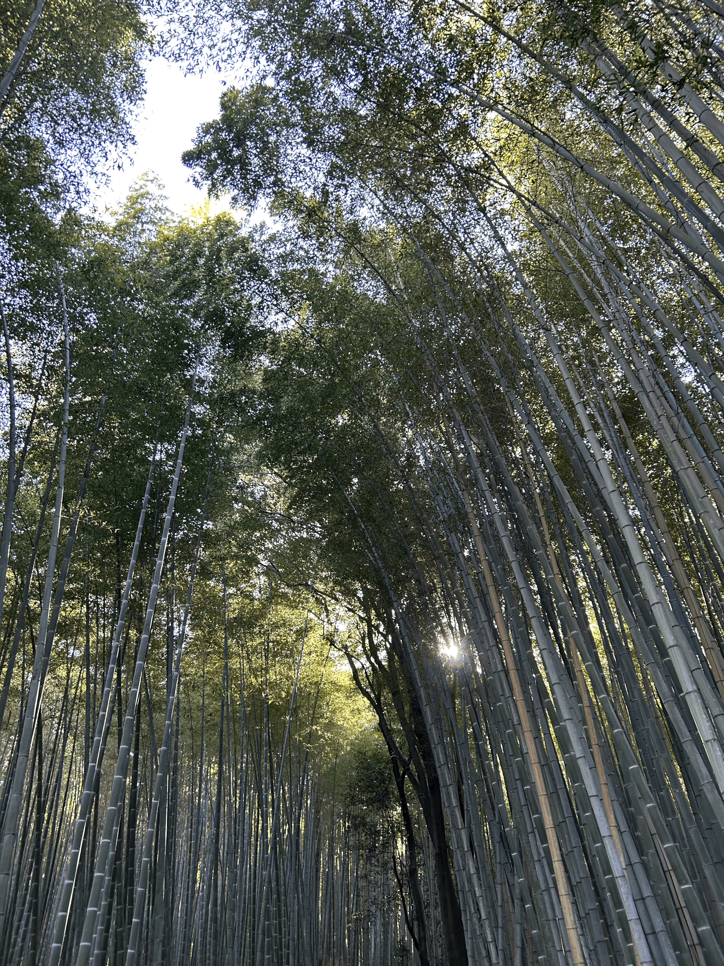 View of a bamboo forest with tall, slender bamboo stalks bending inward, sunlight filtering through the dense green leaves.
