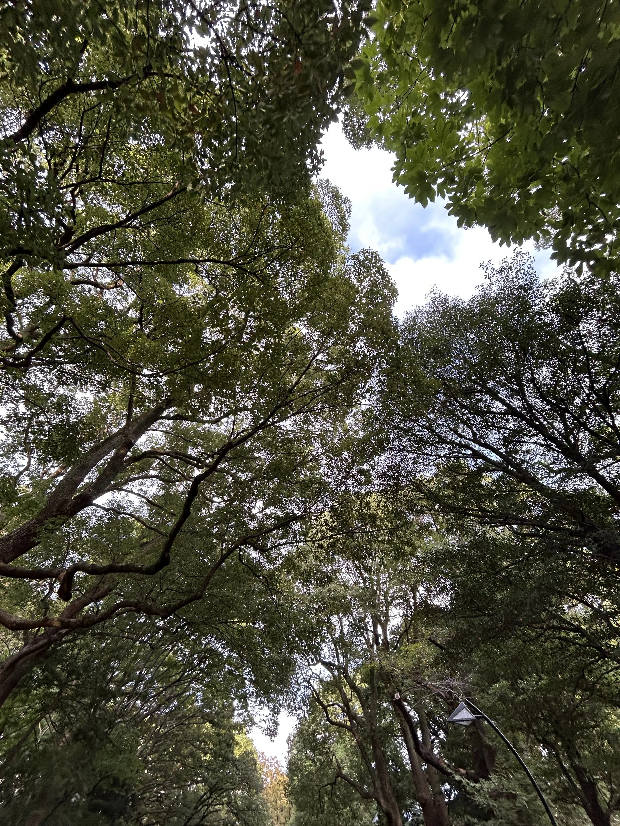 Tree canopy with green leaves and a partial view of the sky with clouds, along with a street lamp visible in the lower right corner.