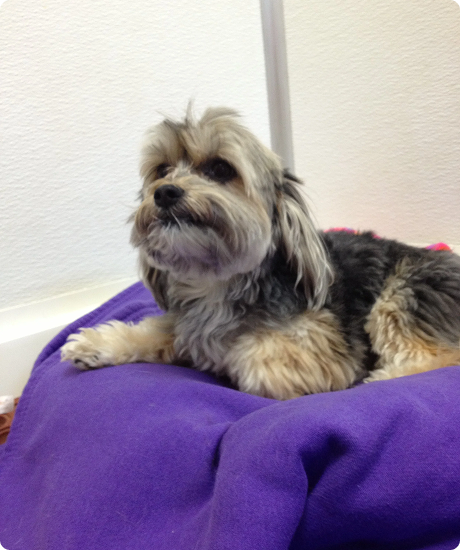 Small dog with tan and gray fur lying on a purple cushion against a white wall.