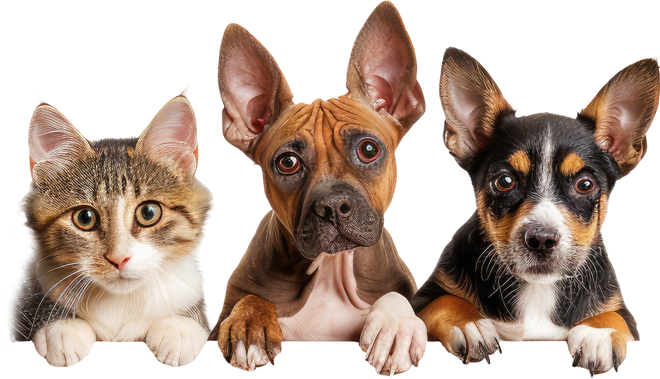 Close-up of a domestic cat, a brown dog, and a black, tan, and white puppy lying side by side.