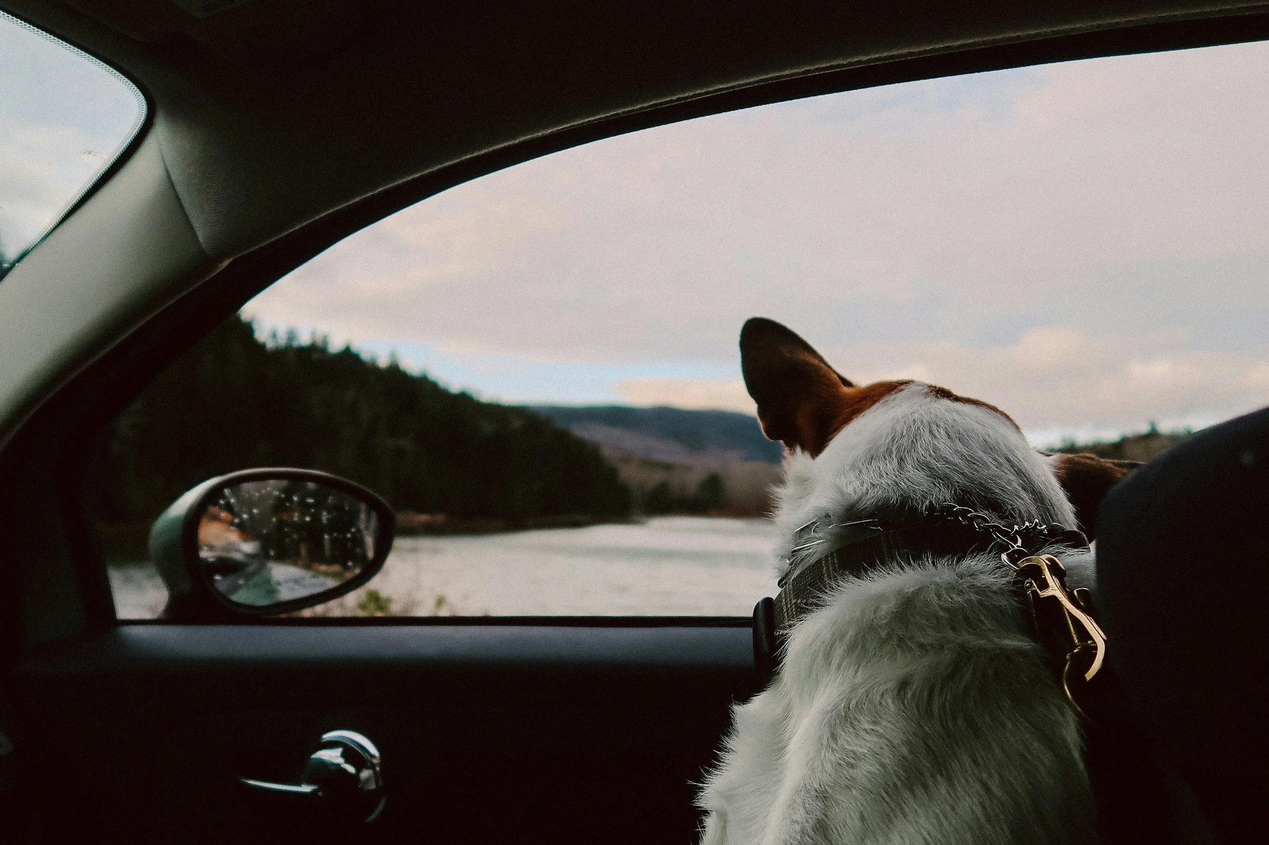 Keeping Your Pets Safe During Travel: Tips for Pet Owners