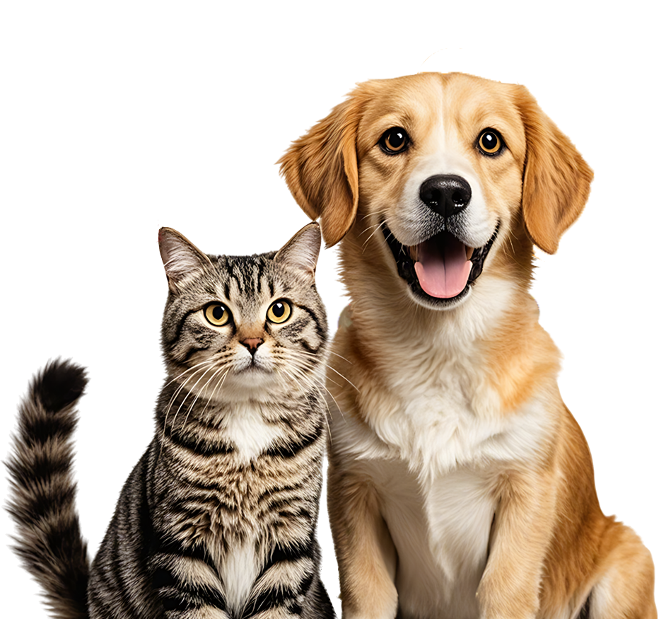A tabby cat and a happy Labrador retriever puppy sitting side by side.