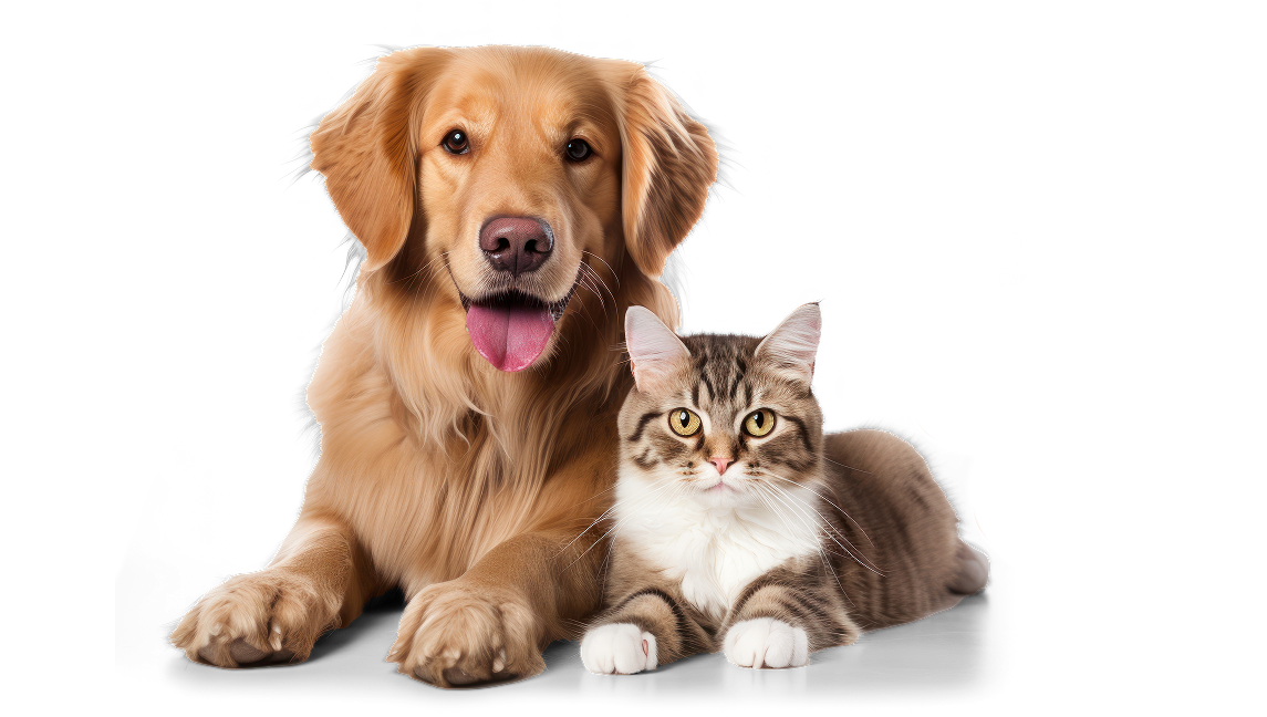 Golden retriever dog lying next to a tabby cat with a black background.