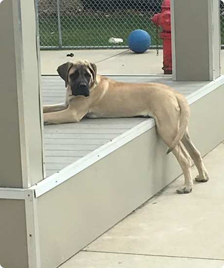A tan dog with a black face lying on a porch with one front paw hanging over the edge, looking toward the camera.