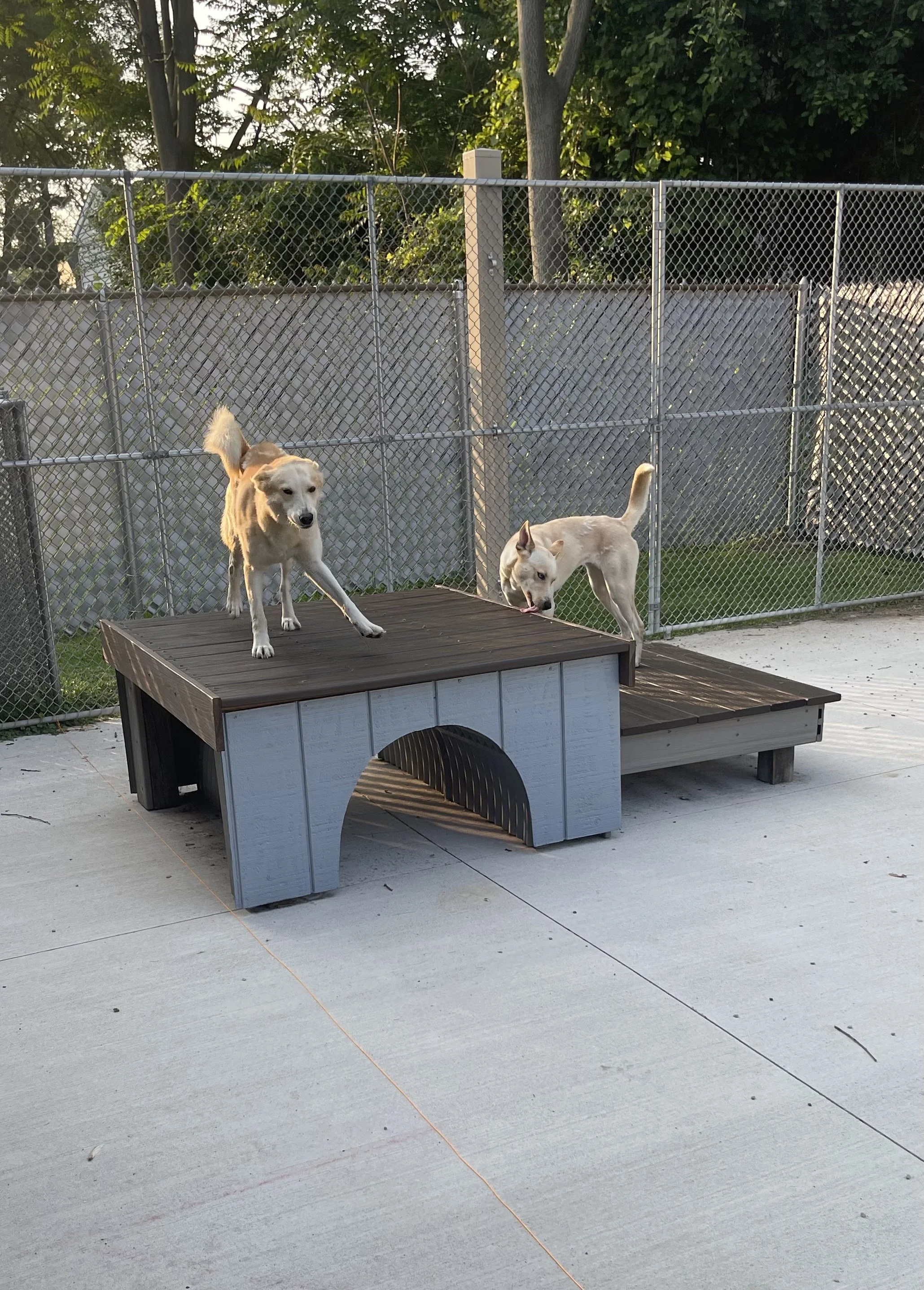 Two dogs playing on a concrete surface near a tractor wheel.