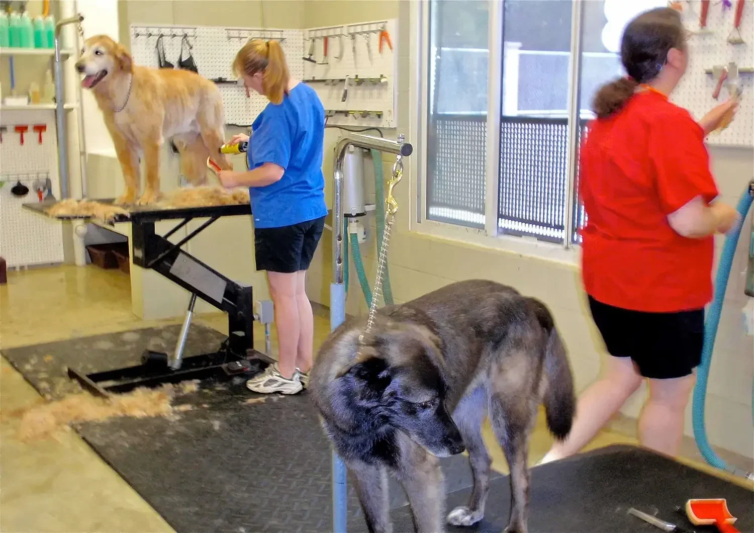 Two women grooming dogs in a pet grooming salon. One woman is trimming a Golden Retriever on a grooming table, and the other is brushing a large German Shepherd dog. The salon has grooming tools on the wall and large windows.
