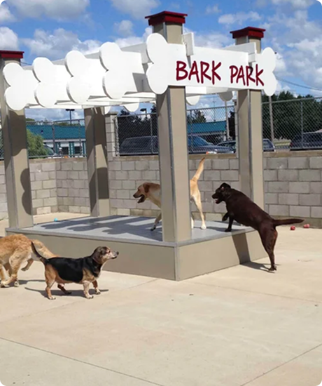 Four dogs at Bark Park, a dog play area with a platform; one dog is on the platform and three are on the ground.