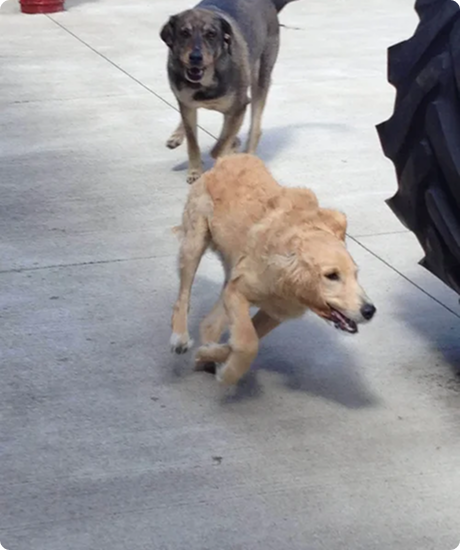 Two dogs playing on a concrete surface near a tractor wheel.