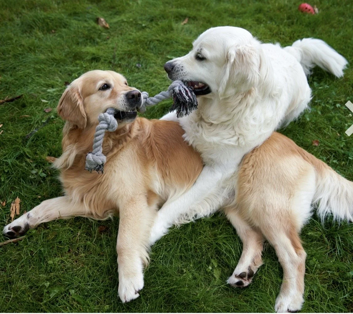 Four dogs playing on a concrete outdoor surface with a large tire and chain-link fence in the background.