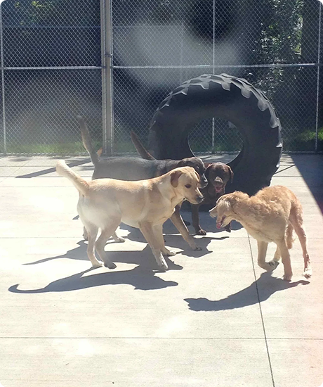 Four dogs playing on a concrete outdoor surface with a large tire and chain-link fence in the background.