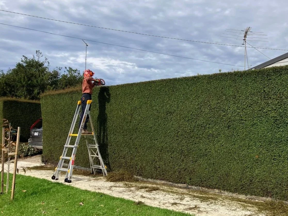 Georgina trimming a very large hedge in Ocean Grove