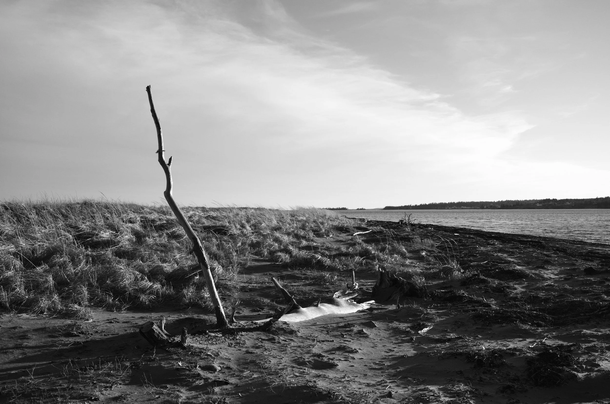 Driftwood Oxners Beach 01.JPG