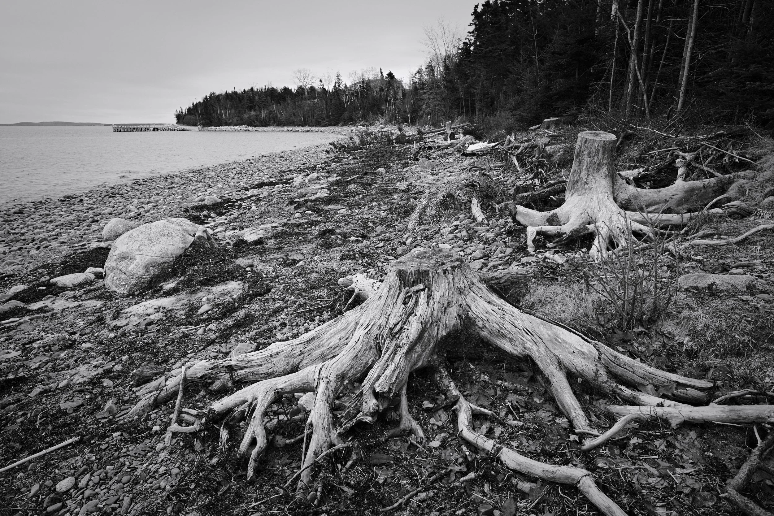 2nd peninsula tree trunks 1b.jpg