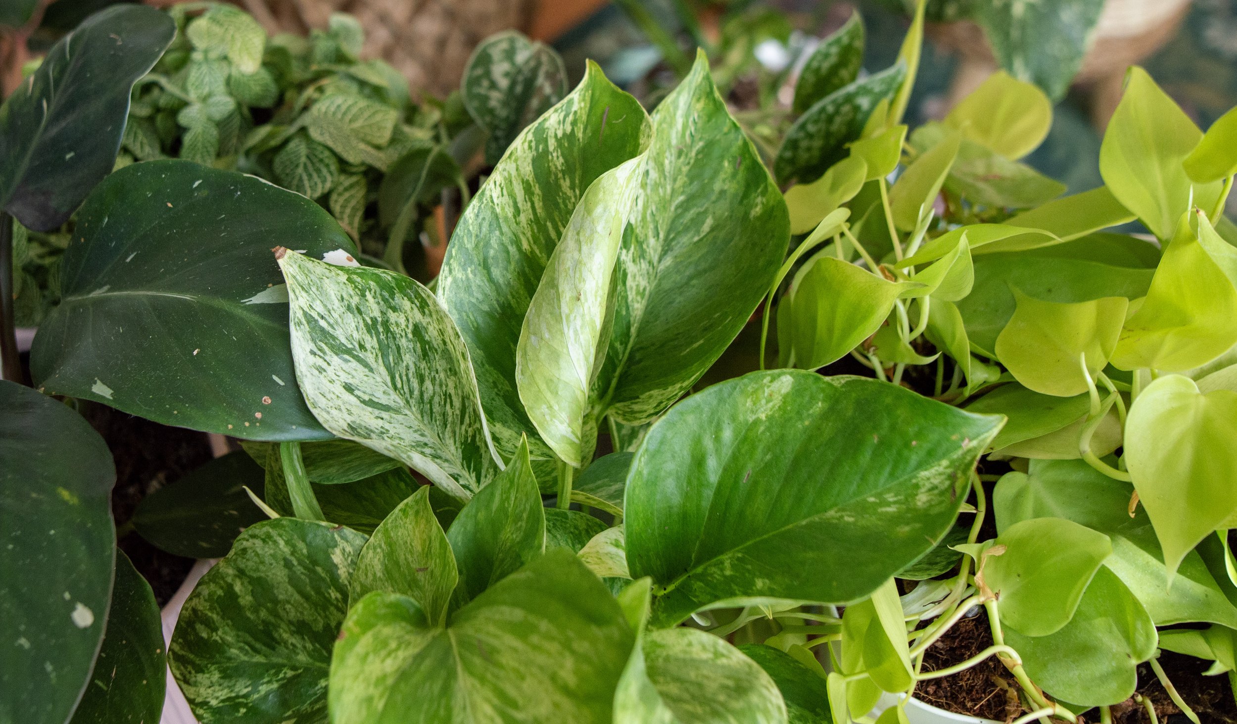 Repotting Service
