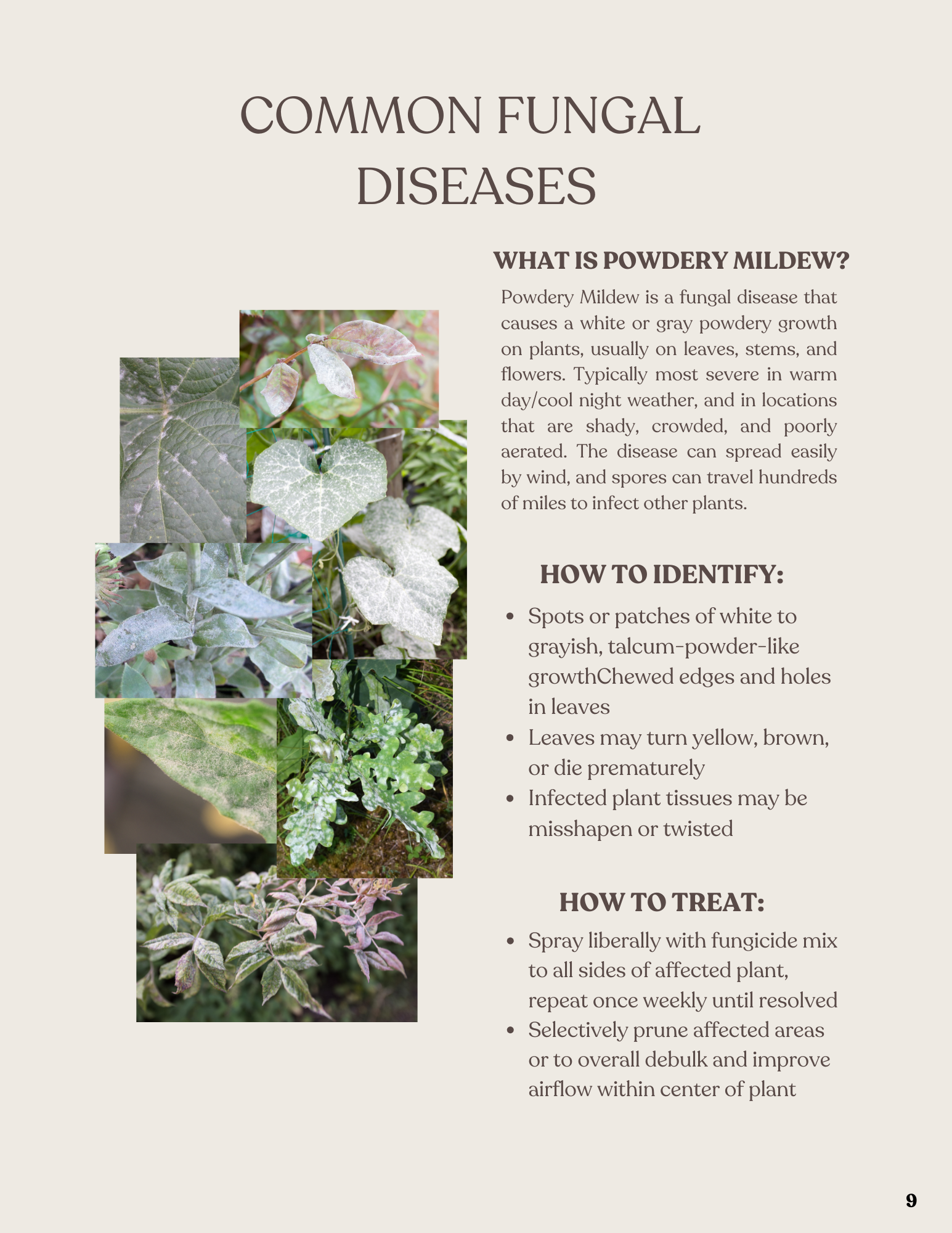 Informational page about common fungal diseases in plants, focusing on powdery mildew, with text and images of affected plant leaves showing powdery white or gray growth.