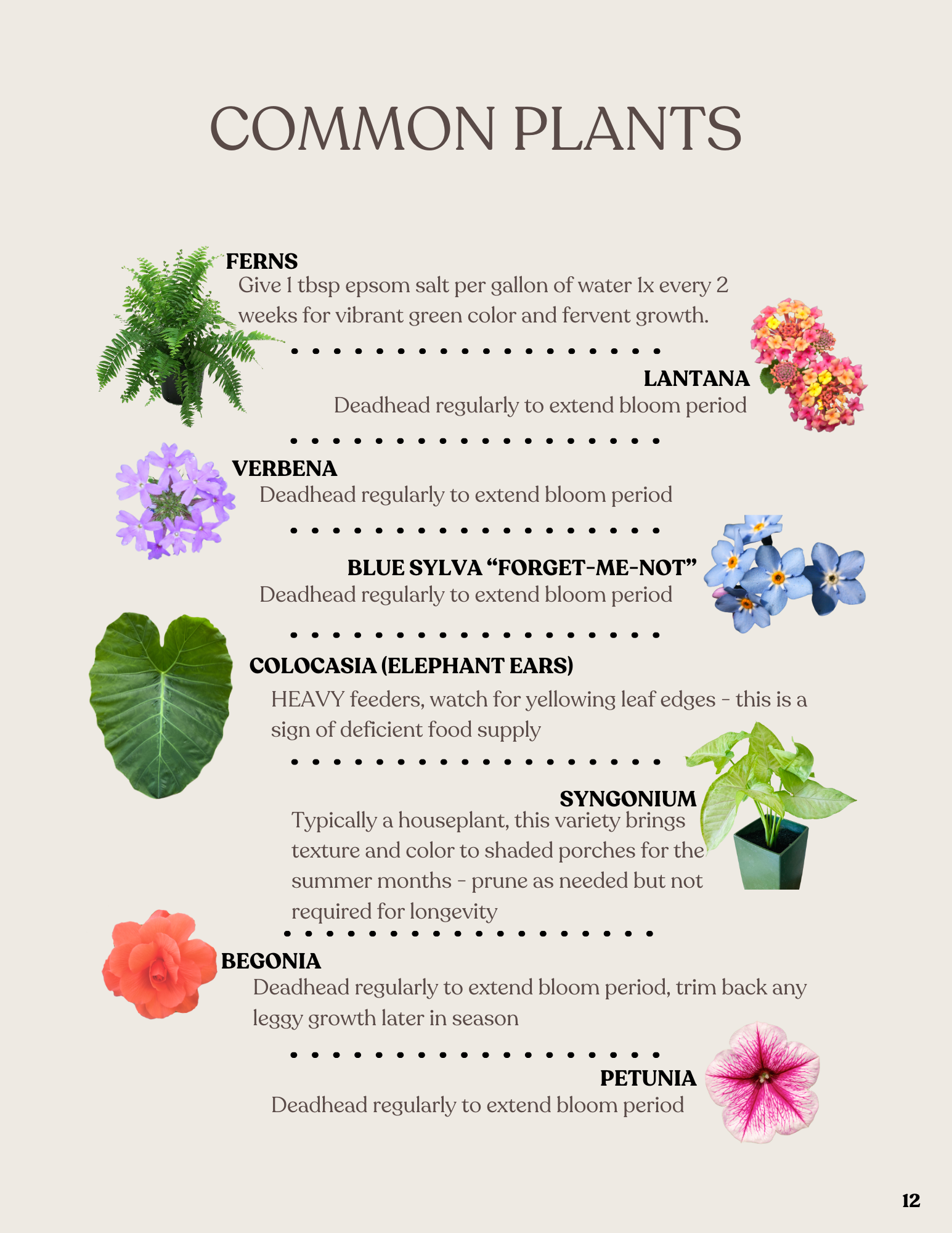 Chart titled 'Common Plants' listing several plants with descriptions and colorful images: Fern, Lantana, Verbena, Blue Sylva 'Forget-Me-Not', Colocasia (Elephant Ears), Syngonium, Begonia, Petunia.