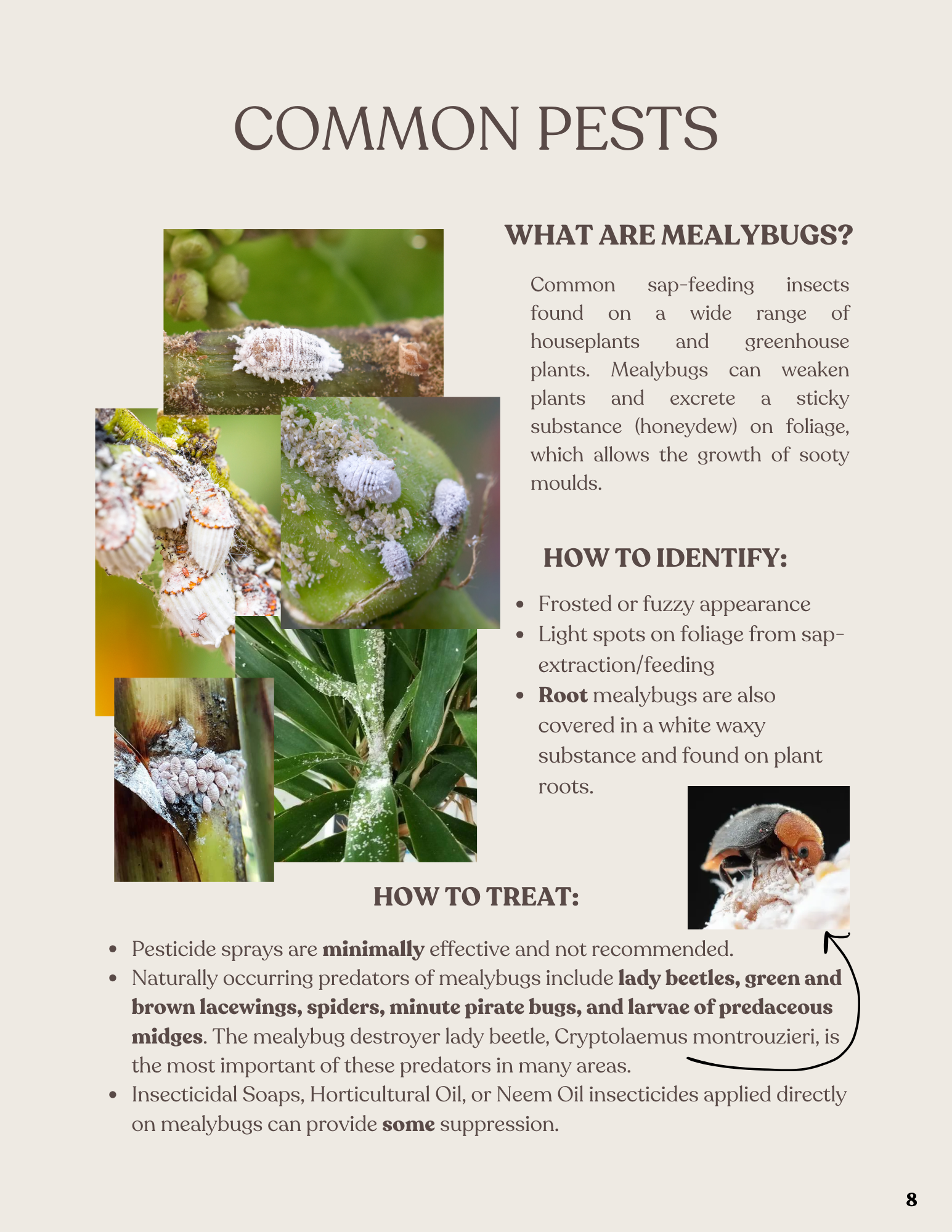 An informational poster about common pests, specifically mealybugs, with images of mealybugs on plants and insect pests.