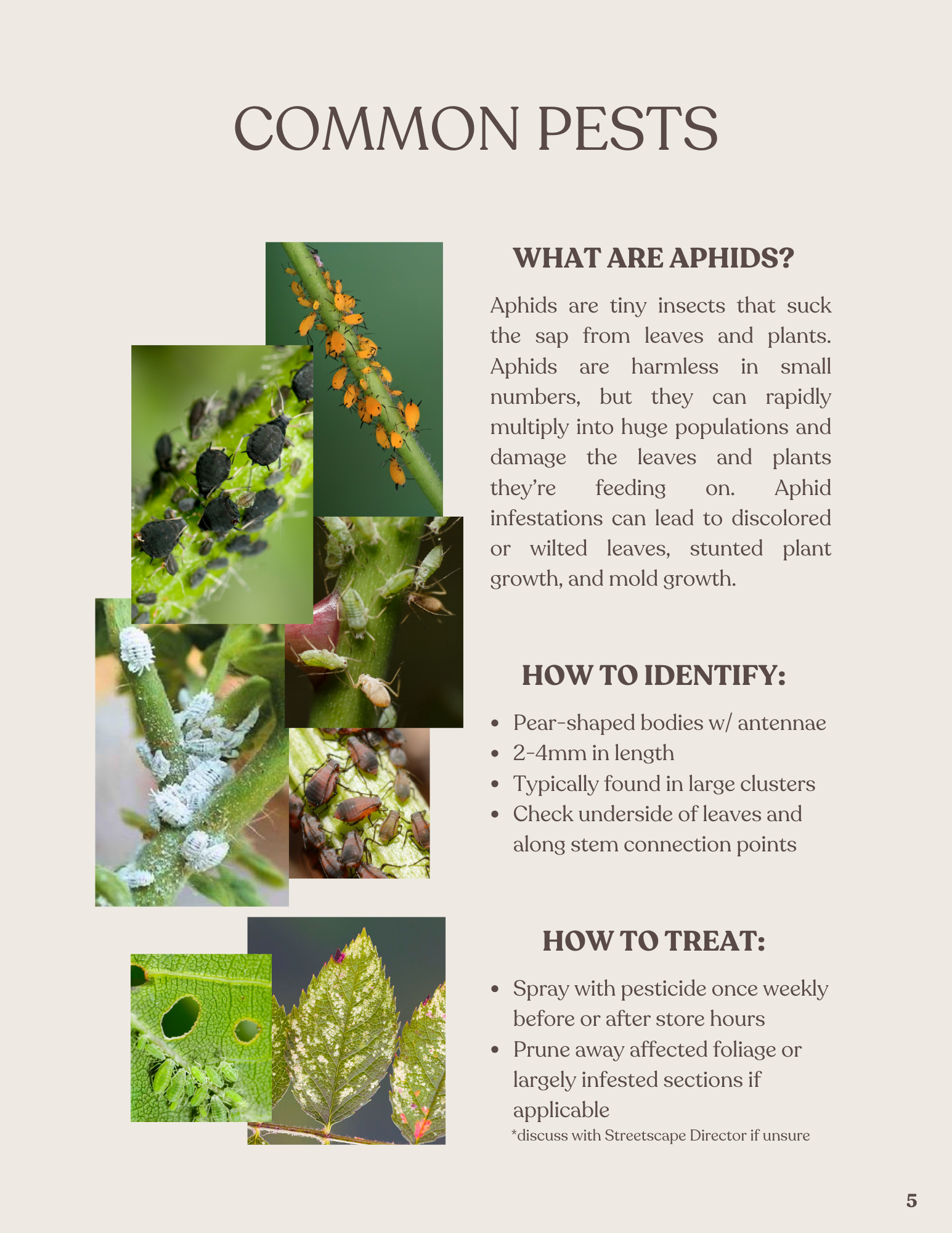 Educational infographic about common pests, showing images of aphids, mites, and their effects on plants, with information on identification and treatment.