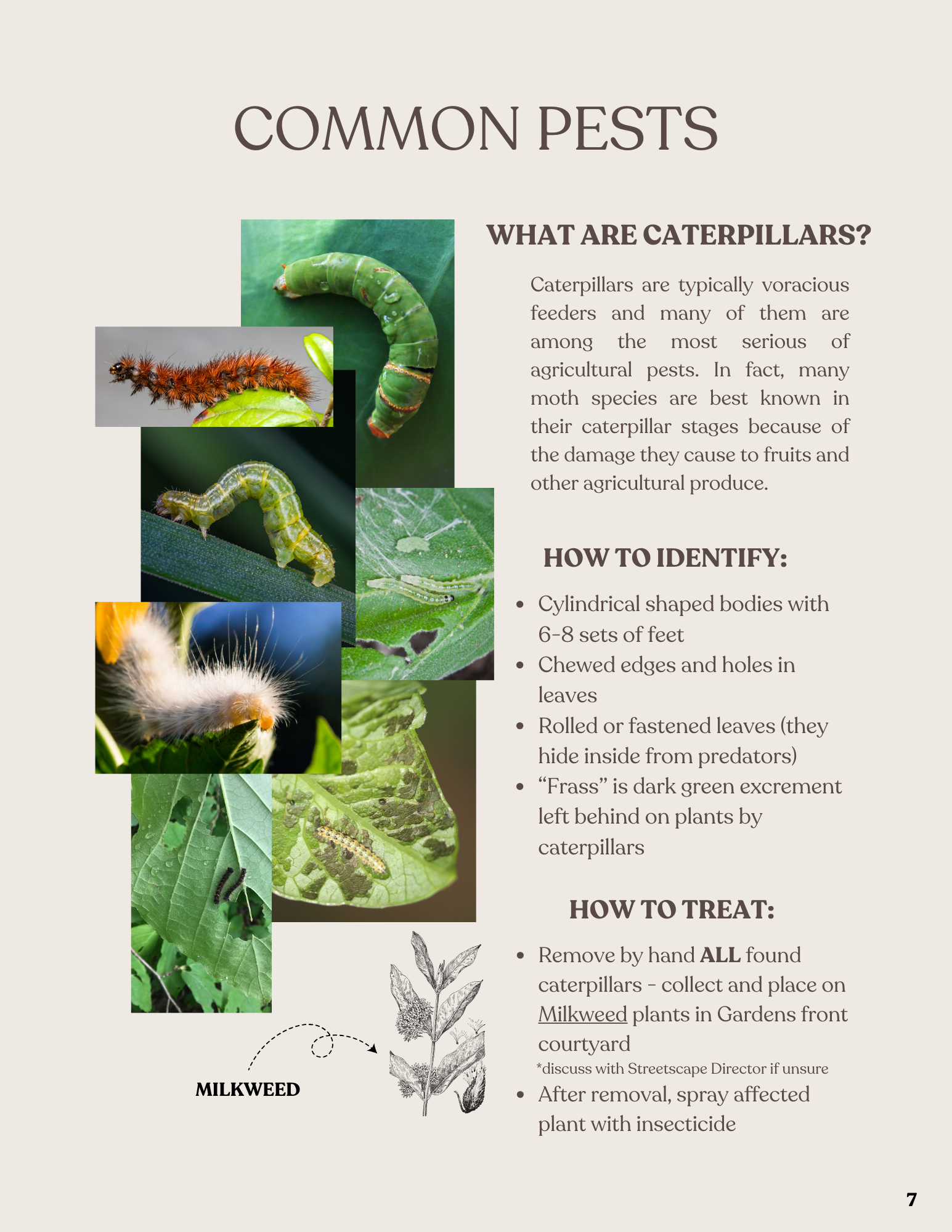 A floral infographic on common pests, focusing on caterpillars, with identification tips, images of various caterpillars and leaves, and instructions on how to treat infestations.