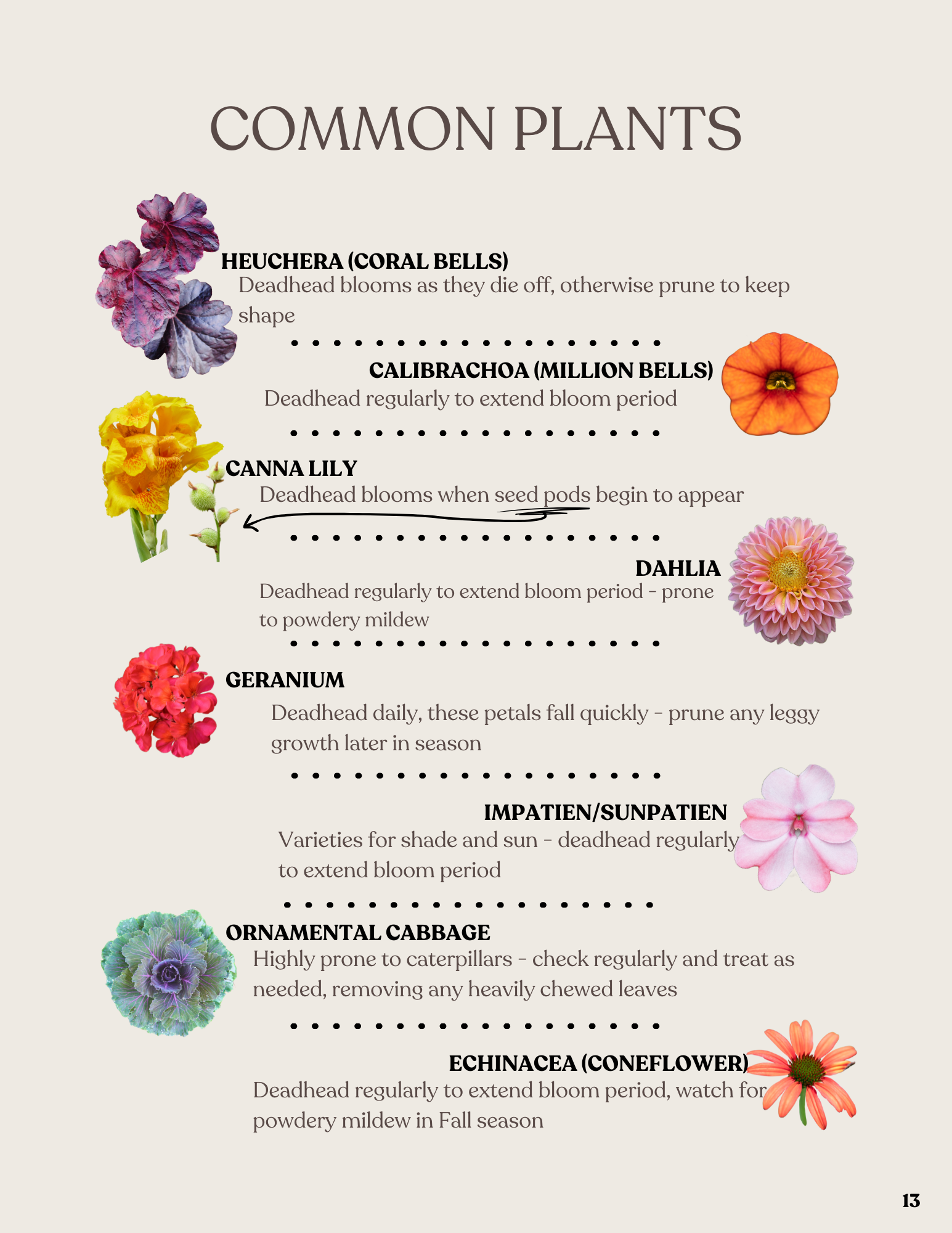 An infographic titled "Common Plants" listing various flowering plants with their descriptions and illustrations: Heuchera with purple leaves, Calibrachoa with orange flowers, Canna Lily with yellow flowers, Dahlia with pink petals, Geranium with red flowers, Impatiens/Sunpatiens with pink flowers, Ornamental Cabbage with purple leaves, and Echinacea with orange petals.