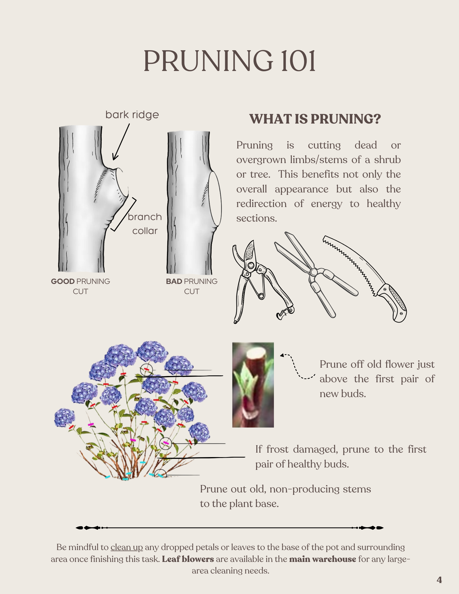 An instructional poster titled "Pruning 101" showing illustrations of good and bad pruning cuts on a tree, tools like pruning shears, loppers, and a saw, and steps for pruning flowers, including pruning off old flowers and damaged buds, and removing old stems. The poster emphasizes the importance of proper pruning techniques.