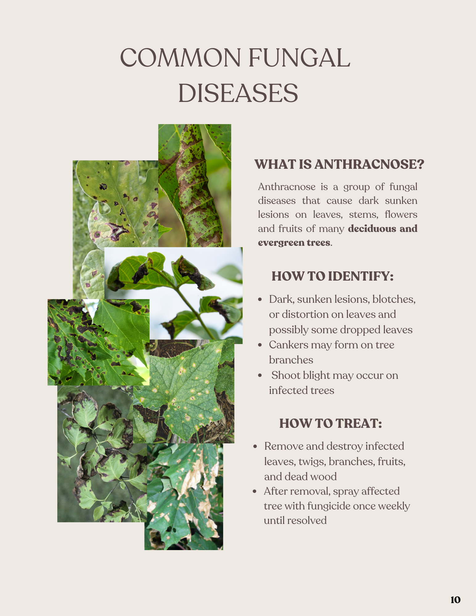 Educational poster about common fungal diseases in trees, specifically anthracnose, with images of infected leaves showing dark sunken lesions, blotches, and distorted leaves.