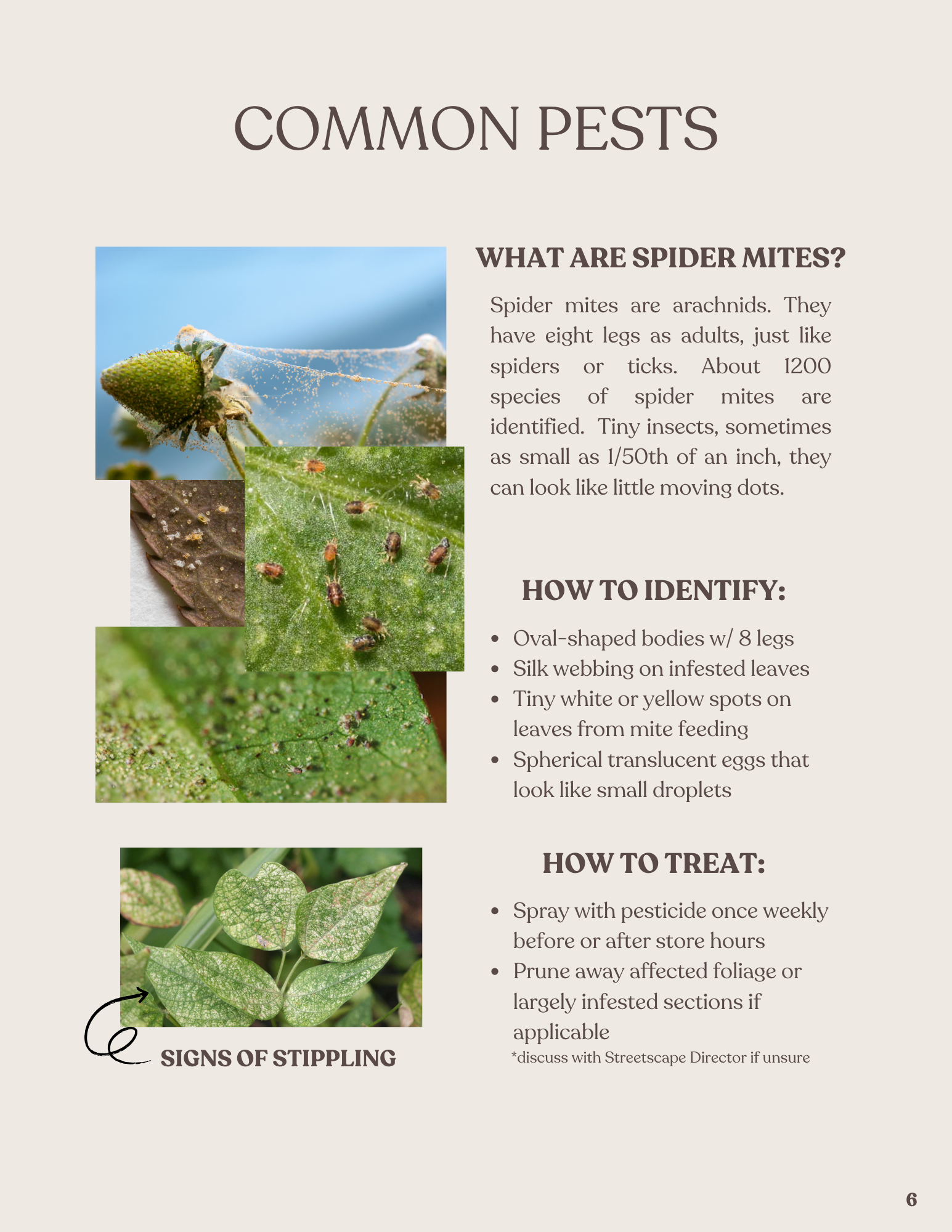 A fact sheet about common pests, specifically spider mites, with images of affected plants and mites on leaves. The sheet includes identification tips, treatment advice, and signs of infestation.