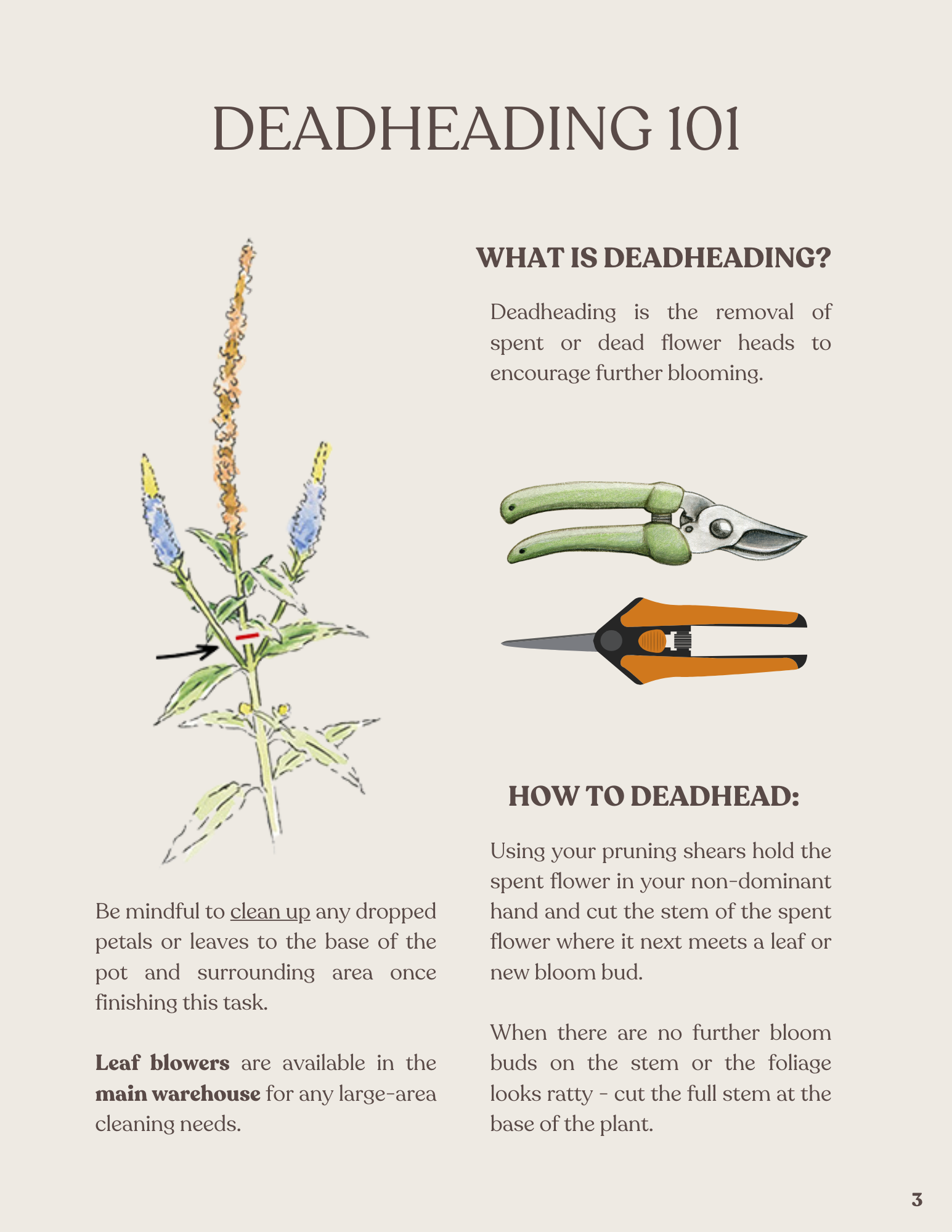 An informational page about deadheading flowers with an illustration of flower pruning tools, and a plant being trimmed.