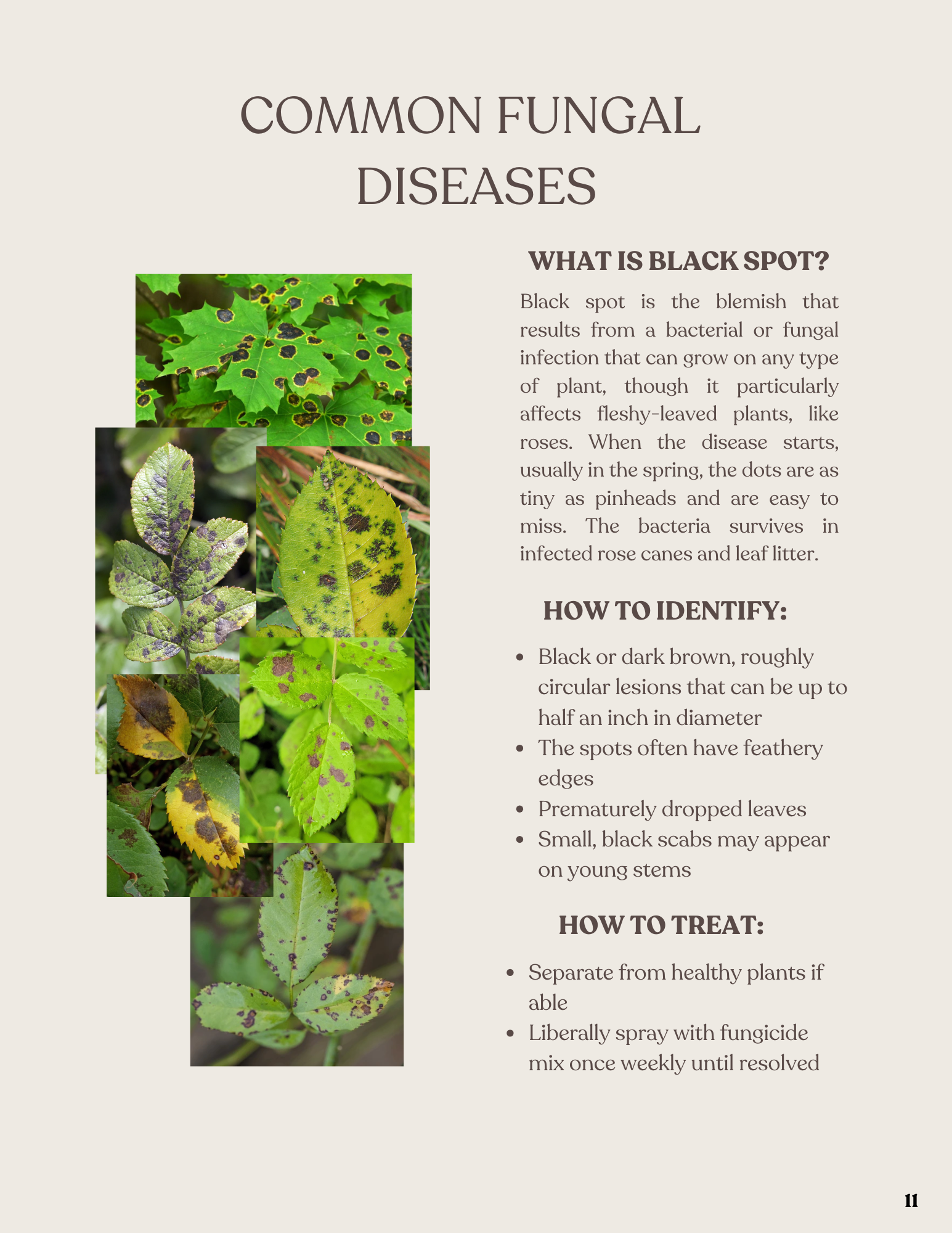 Information about common fungal diseases affecting plants, including images of leaves with black spots and other symptoms.