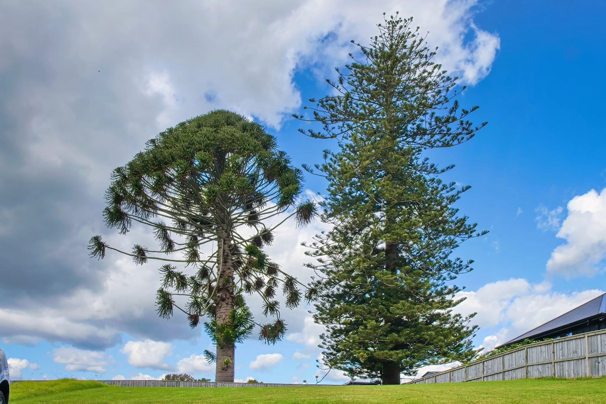 Norfolk Pines, 2026, photo by Donna Jepsen