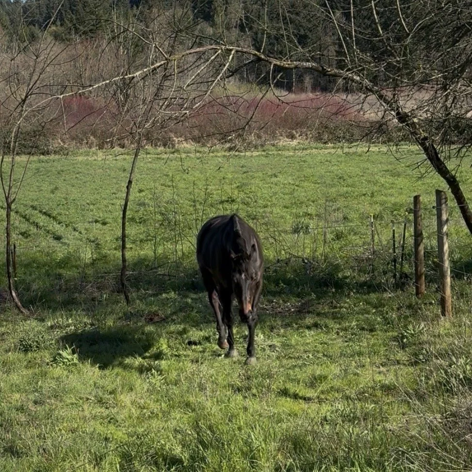 A black horse standing on a grassy field with sparse trees and a fence in the background.