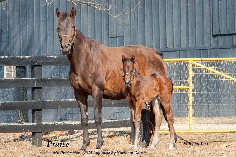 A mare and her foal standing in a paddock with a black fence and yellow gate, dirt ground, blue building in background. The mare is dark brown, the foal is lighter brown with a black mane and tail.