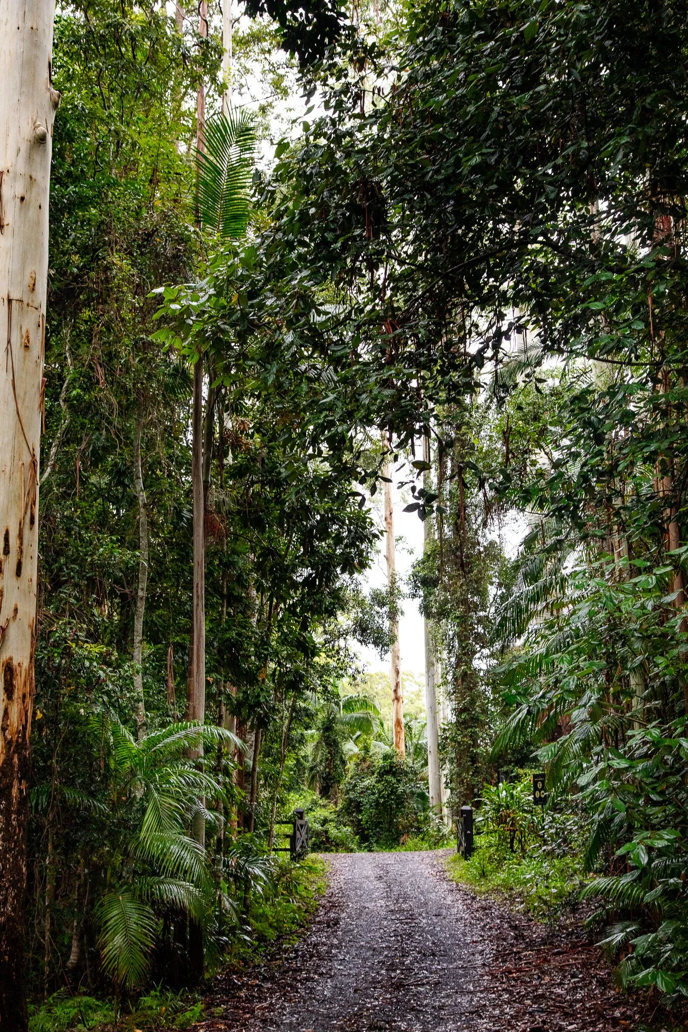 A pathway through a dense, lush green forest with tall trees on both sides and a pebble-lined trail.