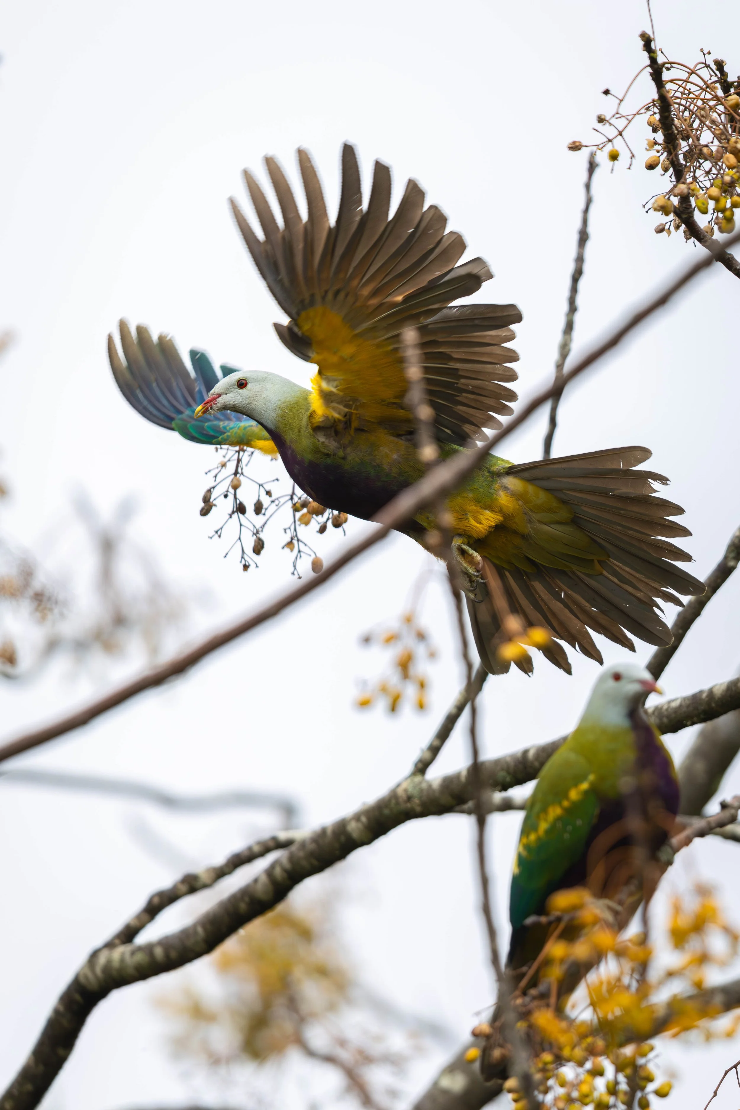 Two colorful birds perched on tree branches, with one bird spreading its wings and taking off, during daytime.