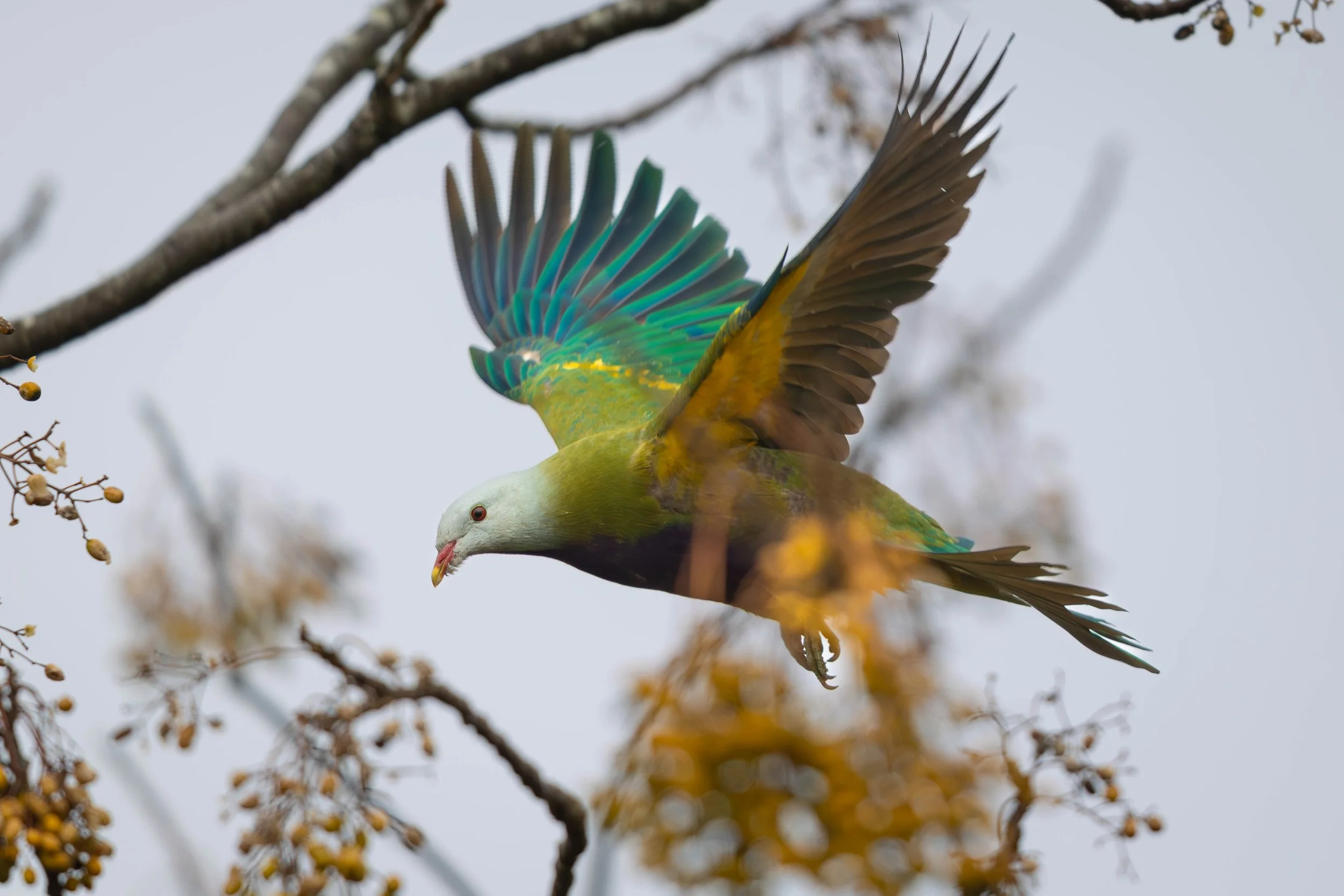 A colorful bird in mid-flight among branches and berries, with its wings spread wide and a background of gray sky.