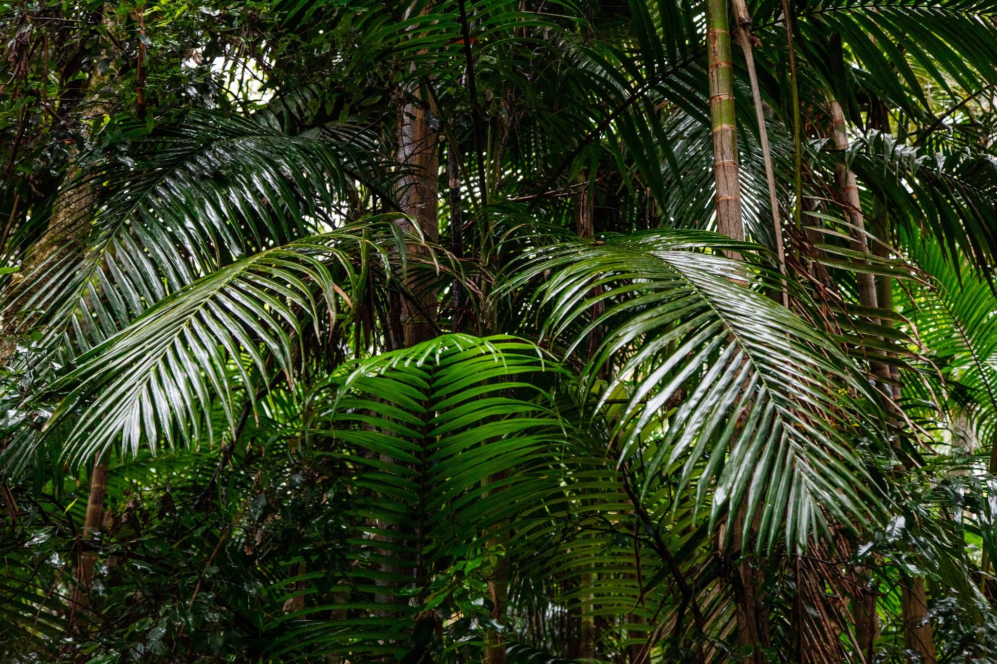 Dense tropical jungle with lush green palm leaves and tall brown tree trunks.