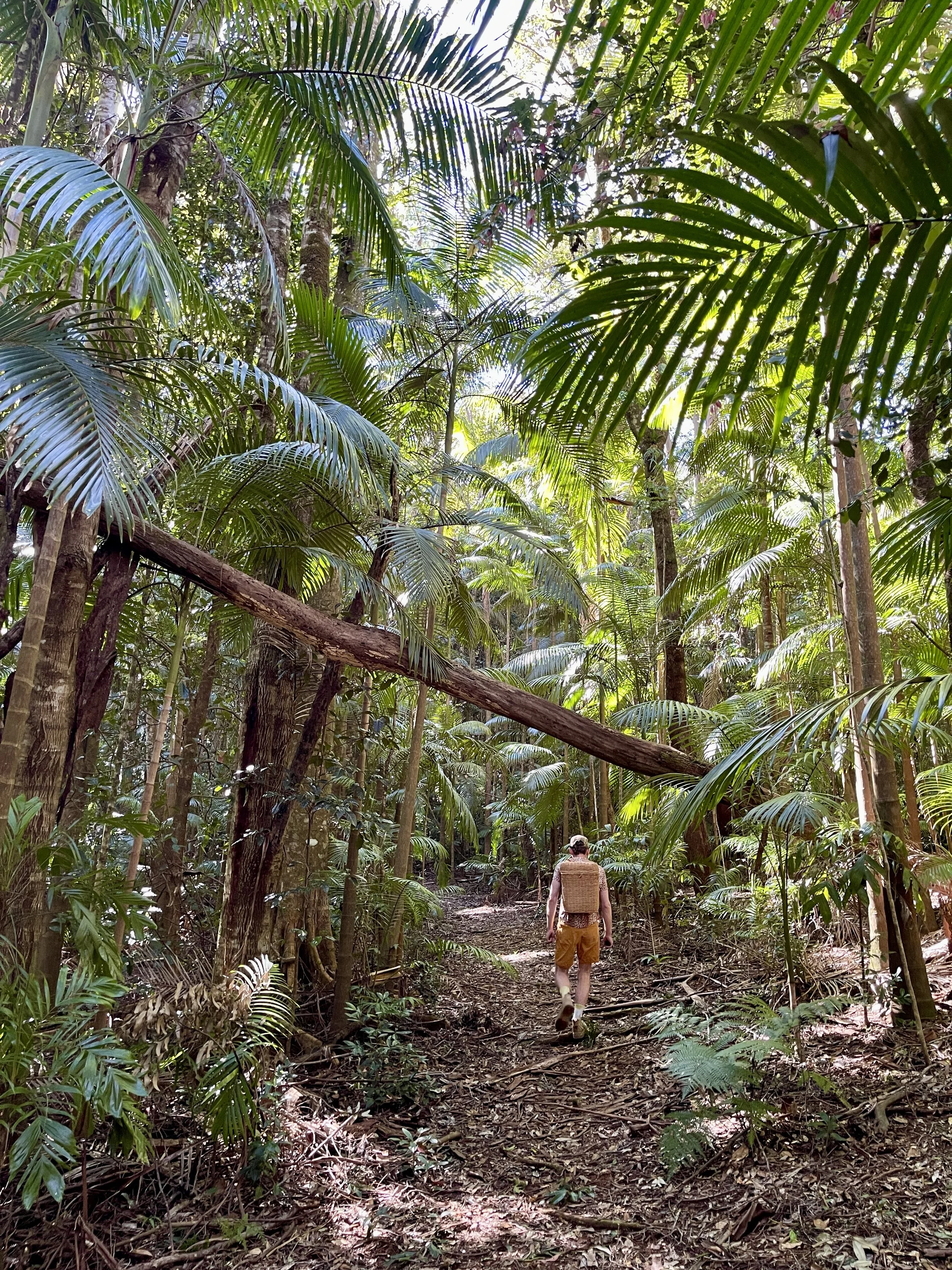 A person hiking through a dense tropical rainforest with tall trees and lush green foliage.