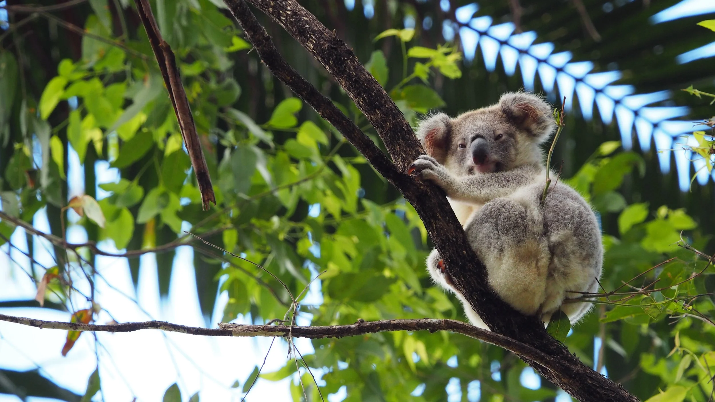 A koala climbing a tree branch among green leaves.