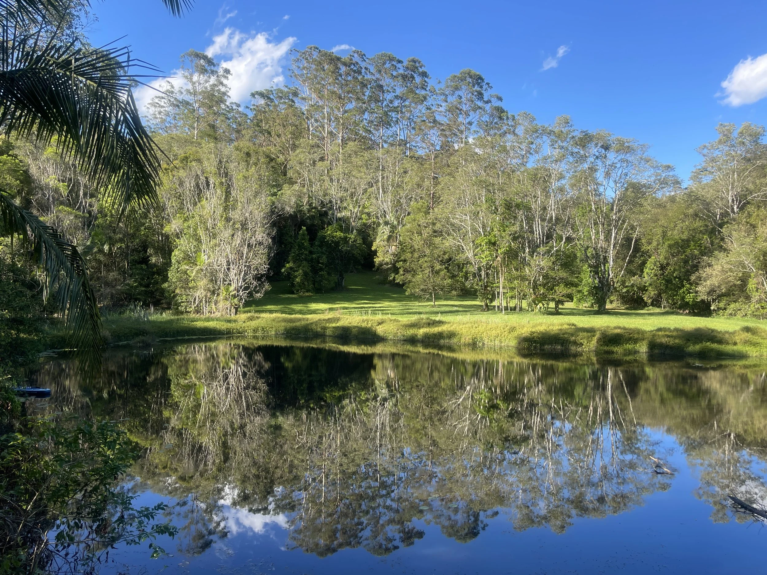 A scenic nature view of a pond with trees and grass, reflecting the blue sky with white clouds.