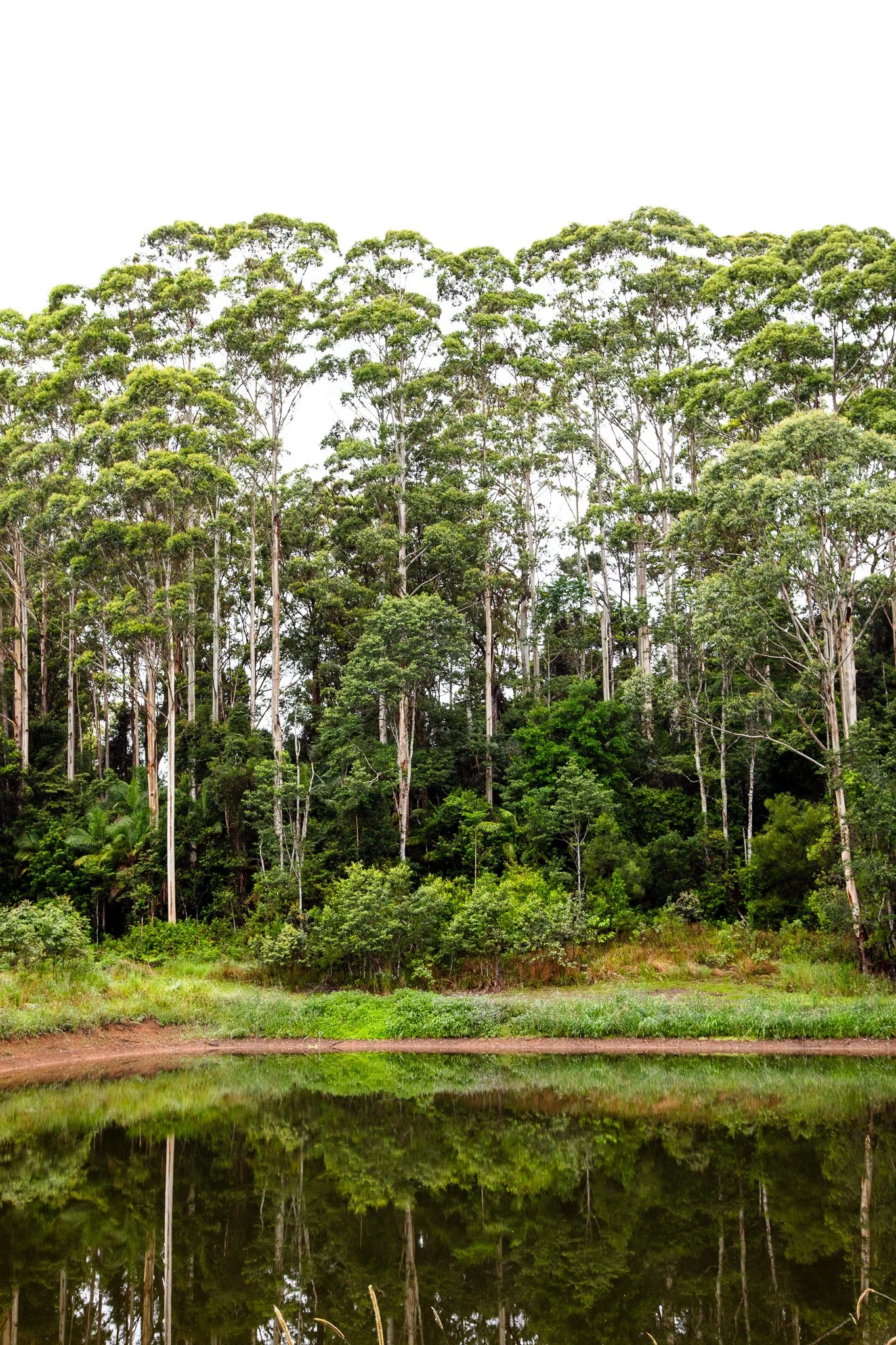 A lush green forest reflected in a calm pond with a white sky overhead.