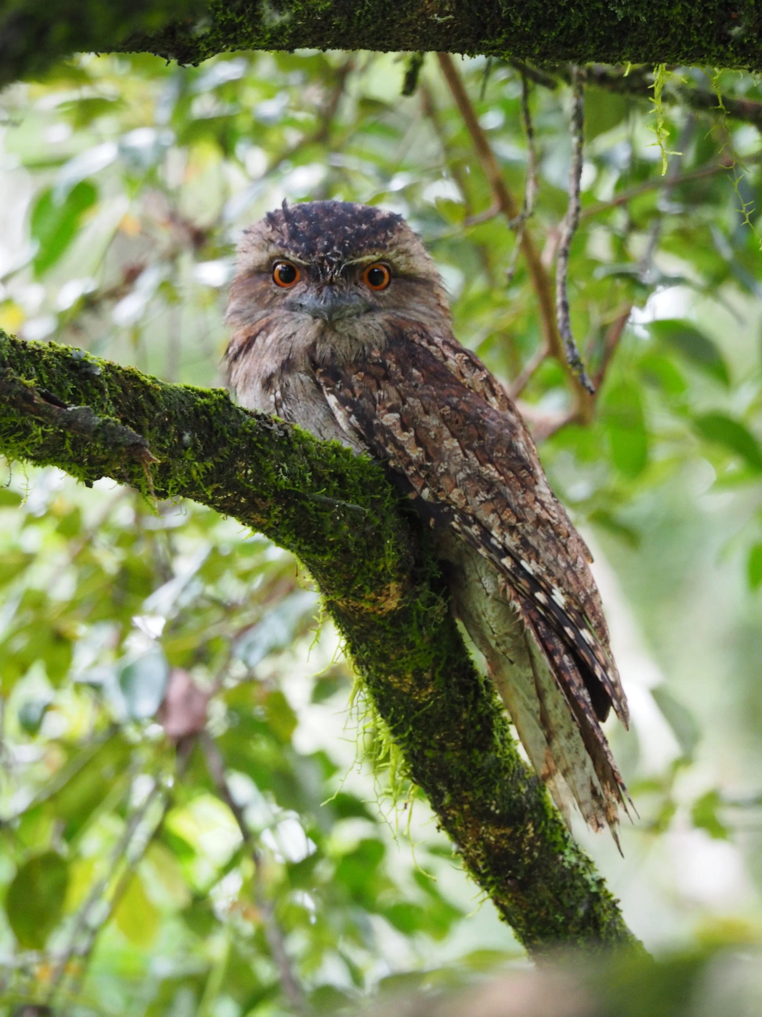 A bird with the body of an owl and the face of an owl perched on a moss-covered branch in a lush forest.