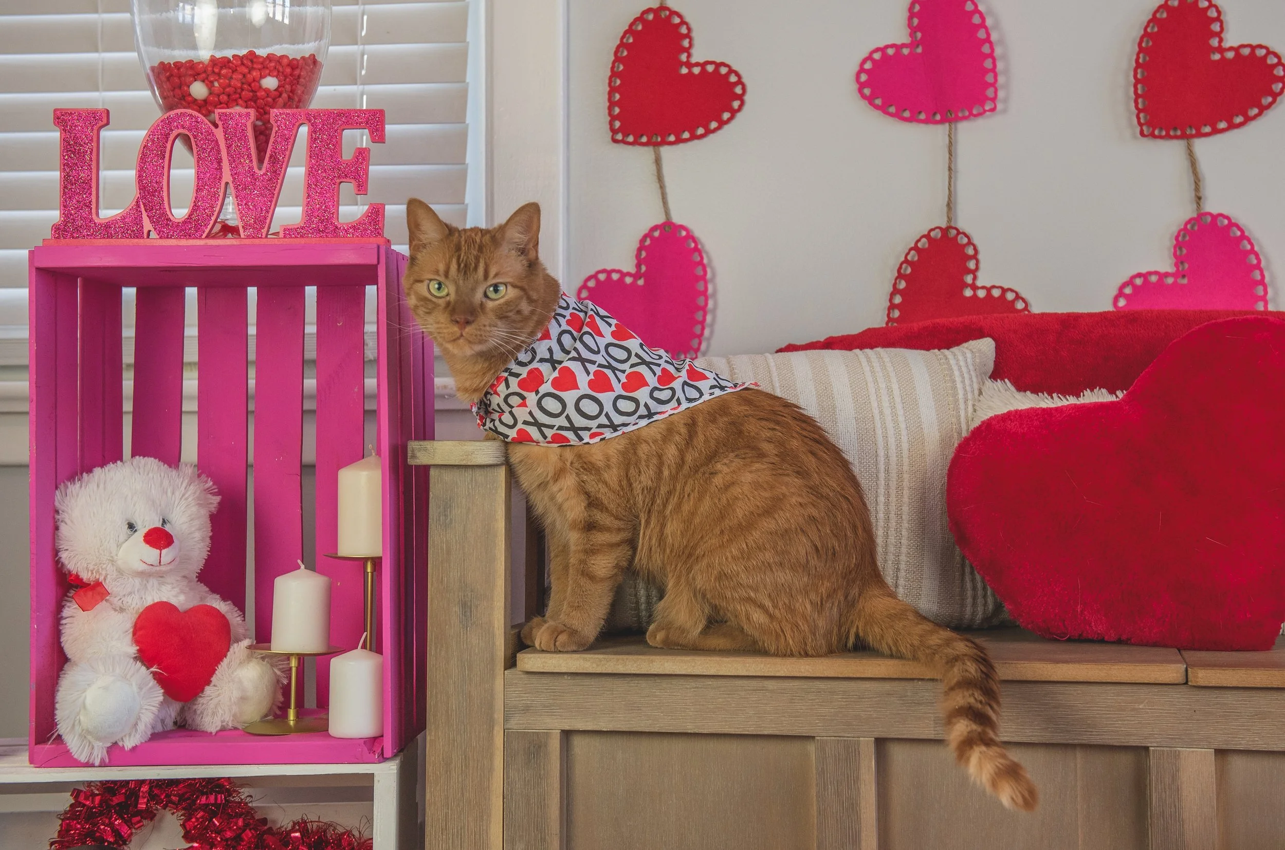 A ginger cat wearing a heart-patterned bandana sitting on a wooden bench surrounded by Valentine's Day decorations, including pink and red hearts on the wall, a pink box with a plush teddy bear holding a red heart, candles, and a large red heart pillow.