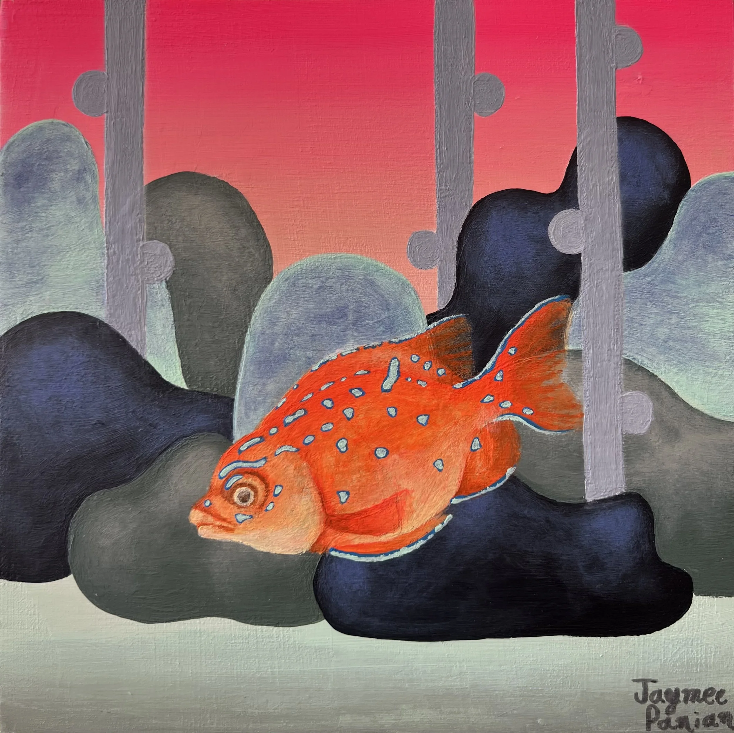 "The Juvenile Garibaldi" 
8" X 8"