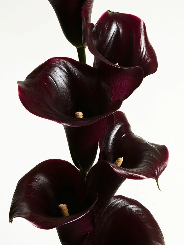 The Forge and the Flourish: Introducing Fellia Foundry