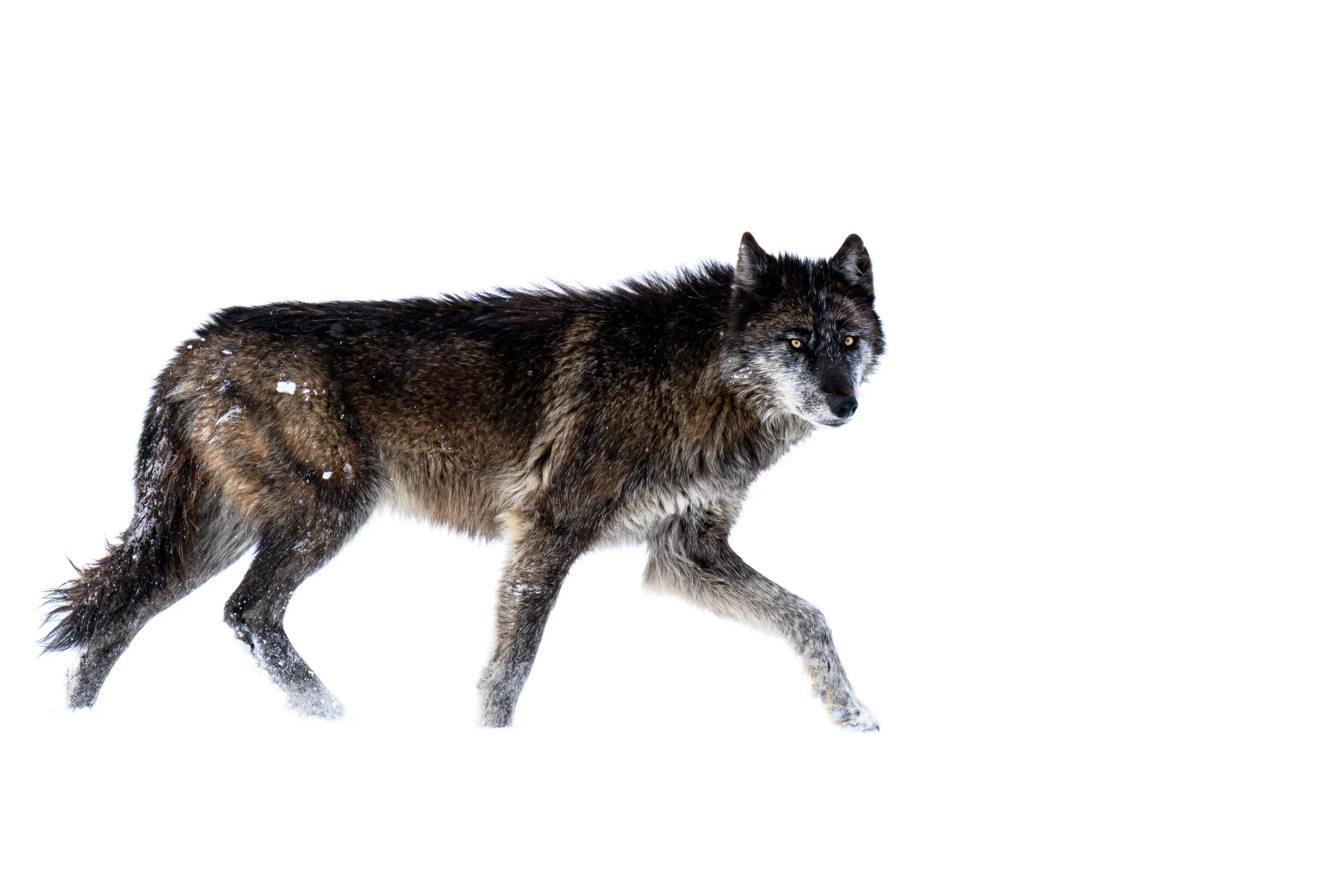 Black wolf of the Wapati Pack