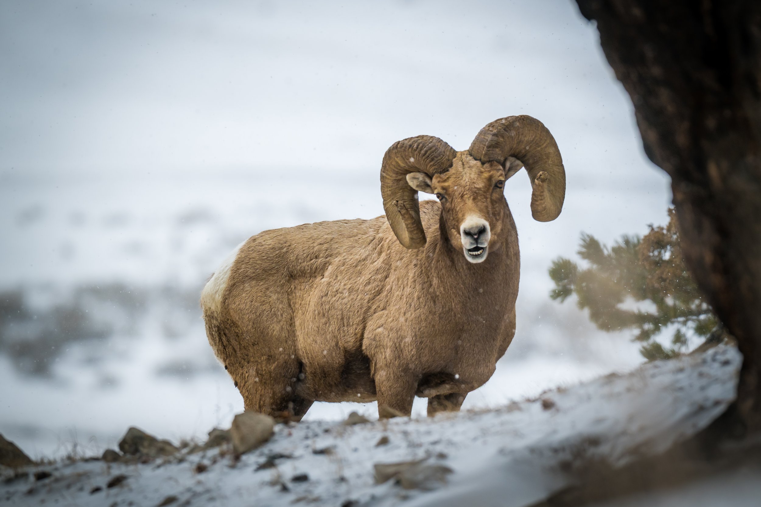 Big Horn, big attitude